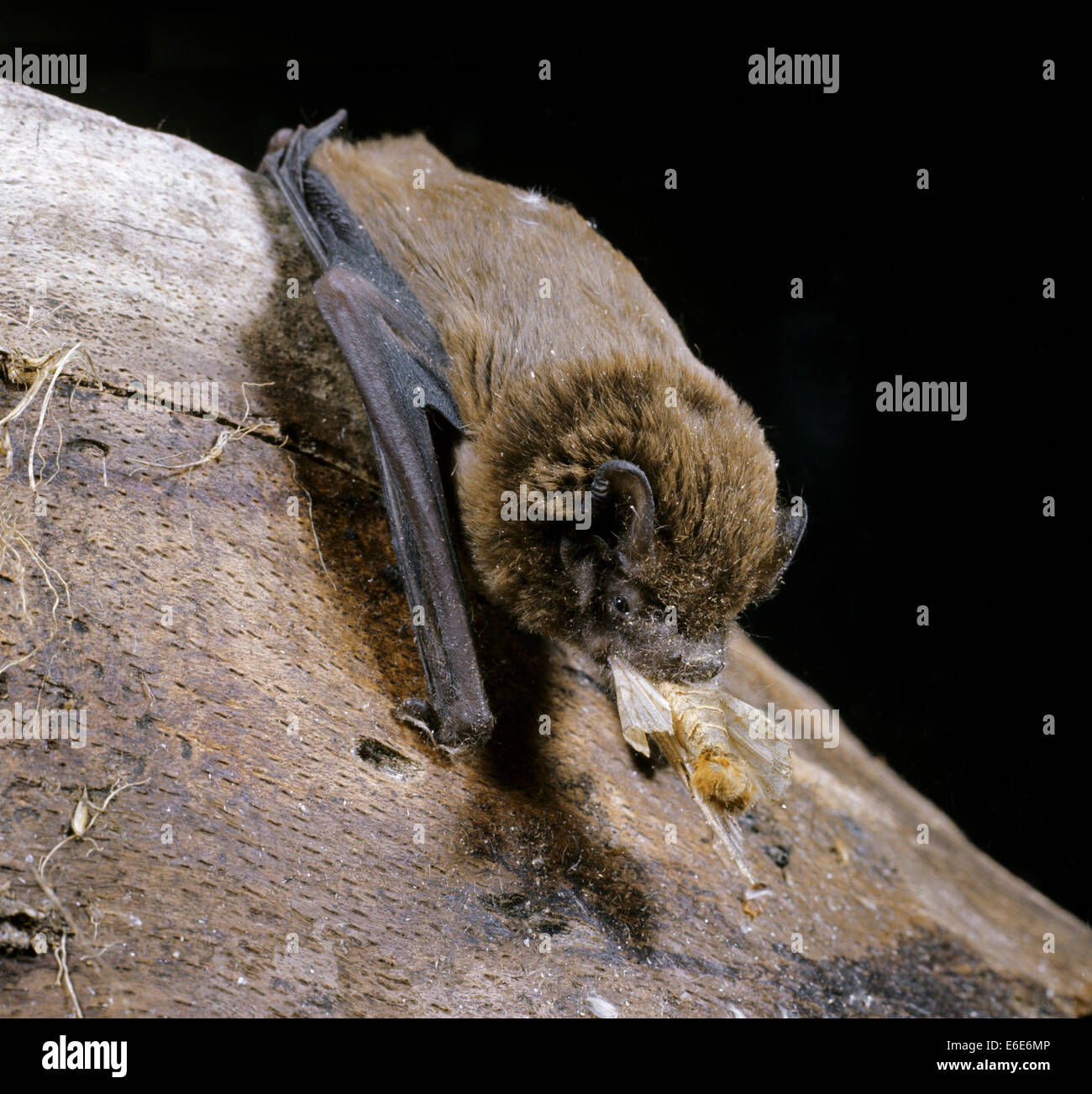 Leisler Bat - Nyctalus leisleri Stockfoto