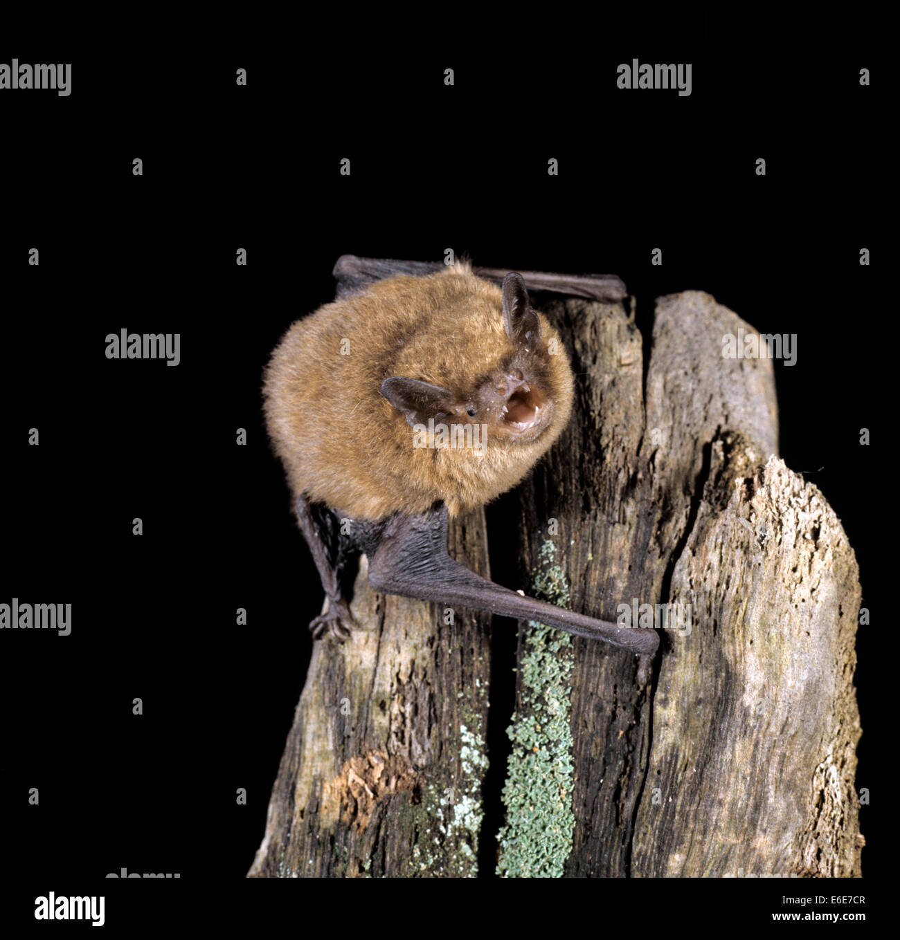Gemeinsamen Zwergfledermaus - Pipistrellus pipistrellus Stockfoto