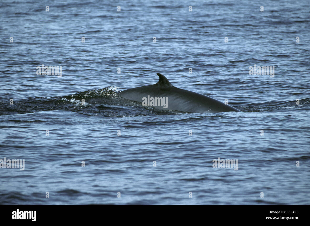 Zwergwal - Balaenoptera acutorostrata Stockfoto