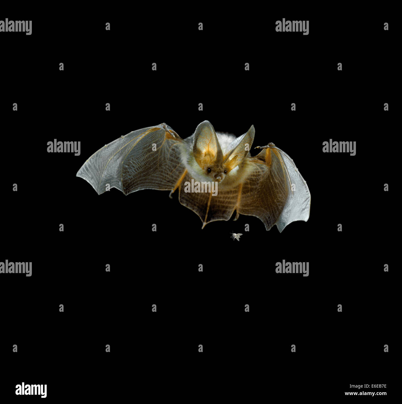Braune Langohren Bat - Langohrfledermäuse auritus Stockfoto