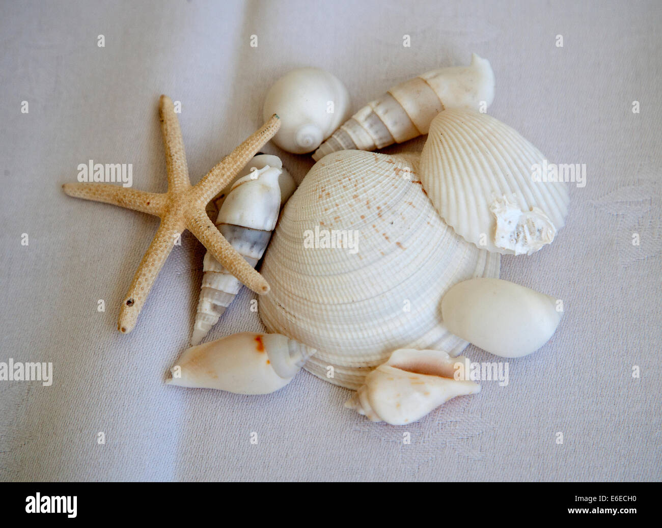 Haufen von Muscheln auf einem weißen Tisch Stockfoto