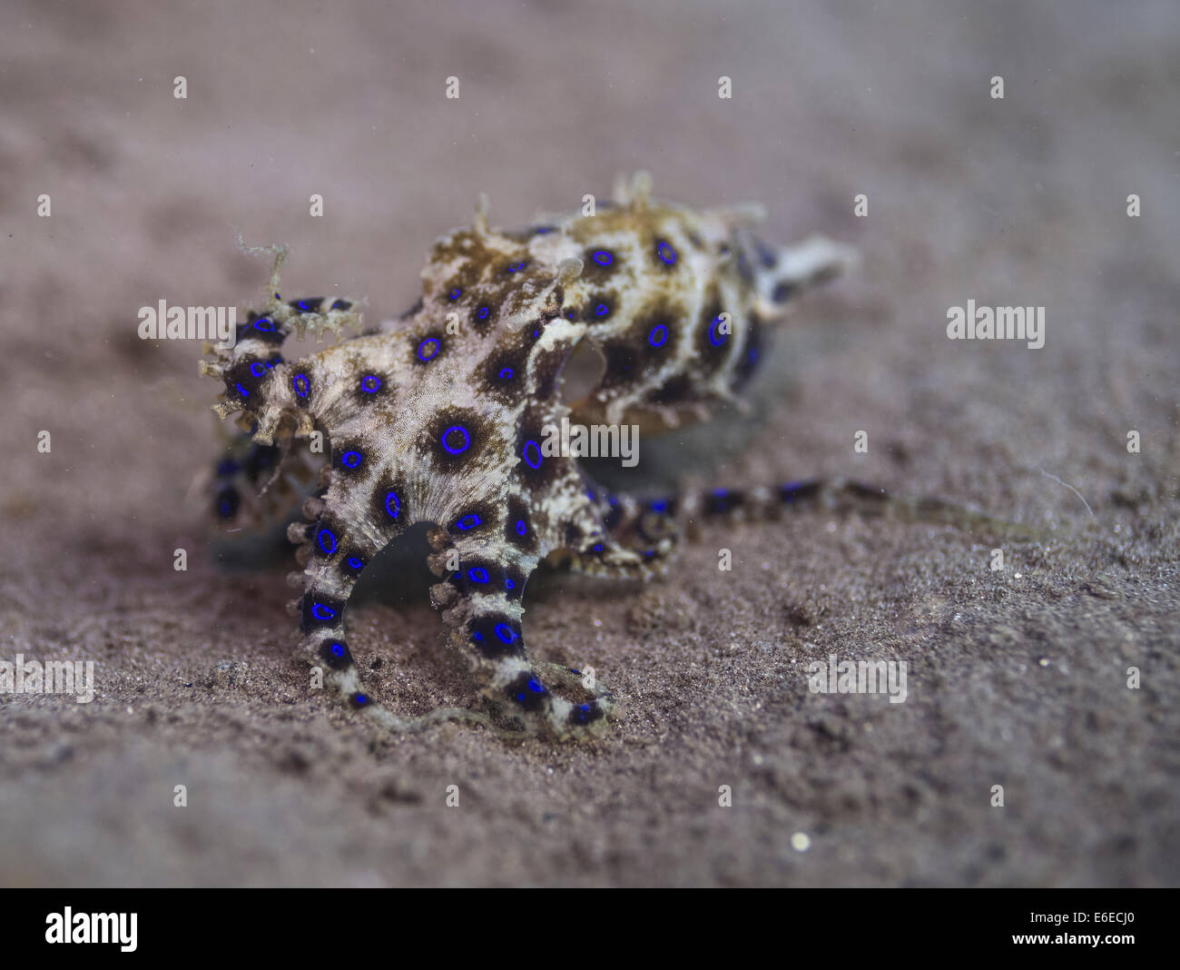 Blau-beringte Krake in ein Muck Tauchen in Camiguin, Philippinen Stockfoto