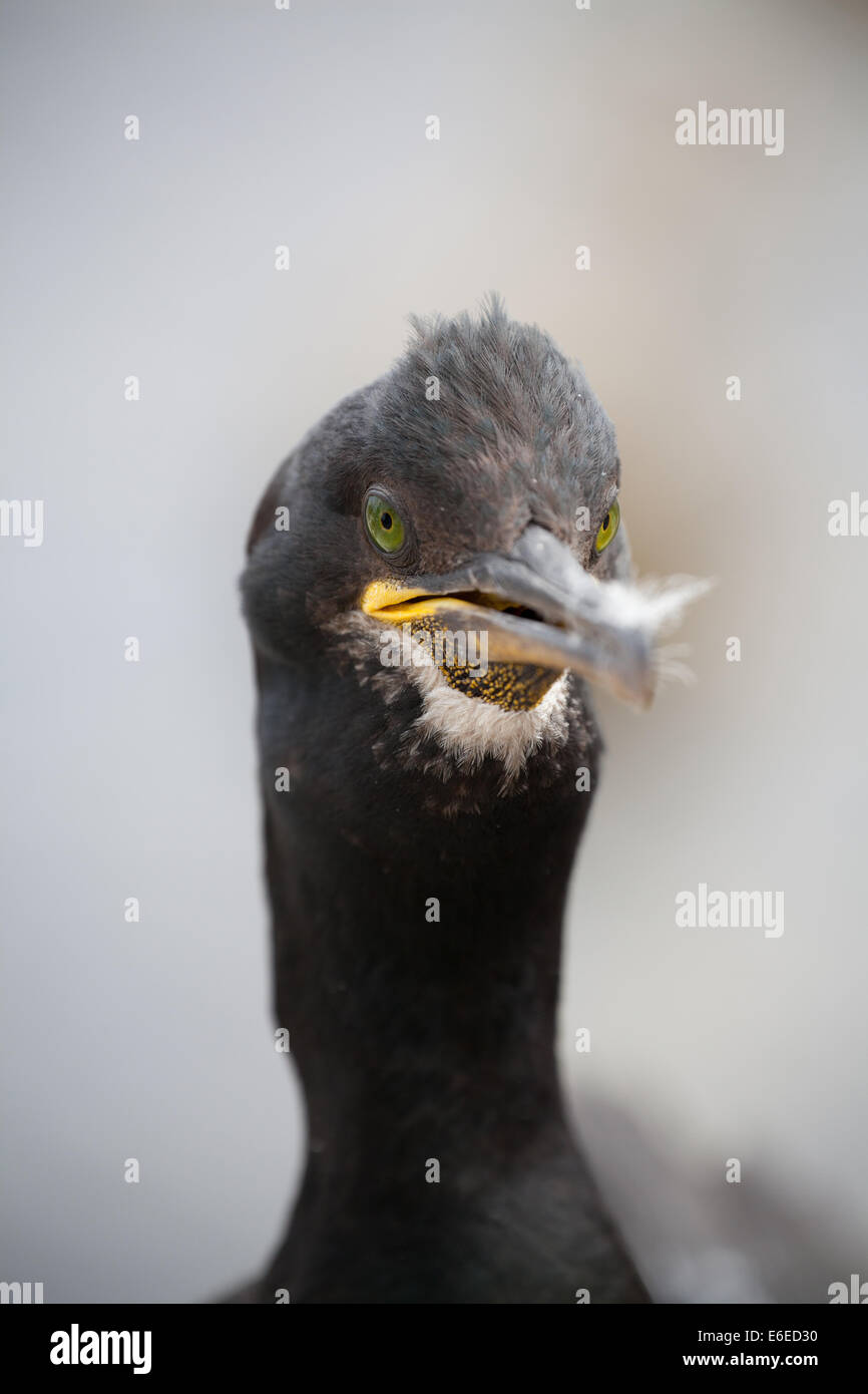 Leiter der schwarze Shag Phalacrocorax aristotelis Stockfoto