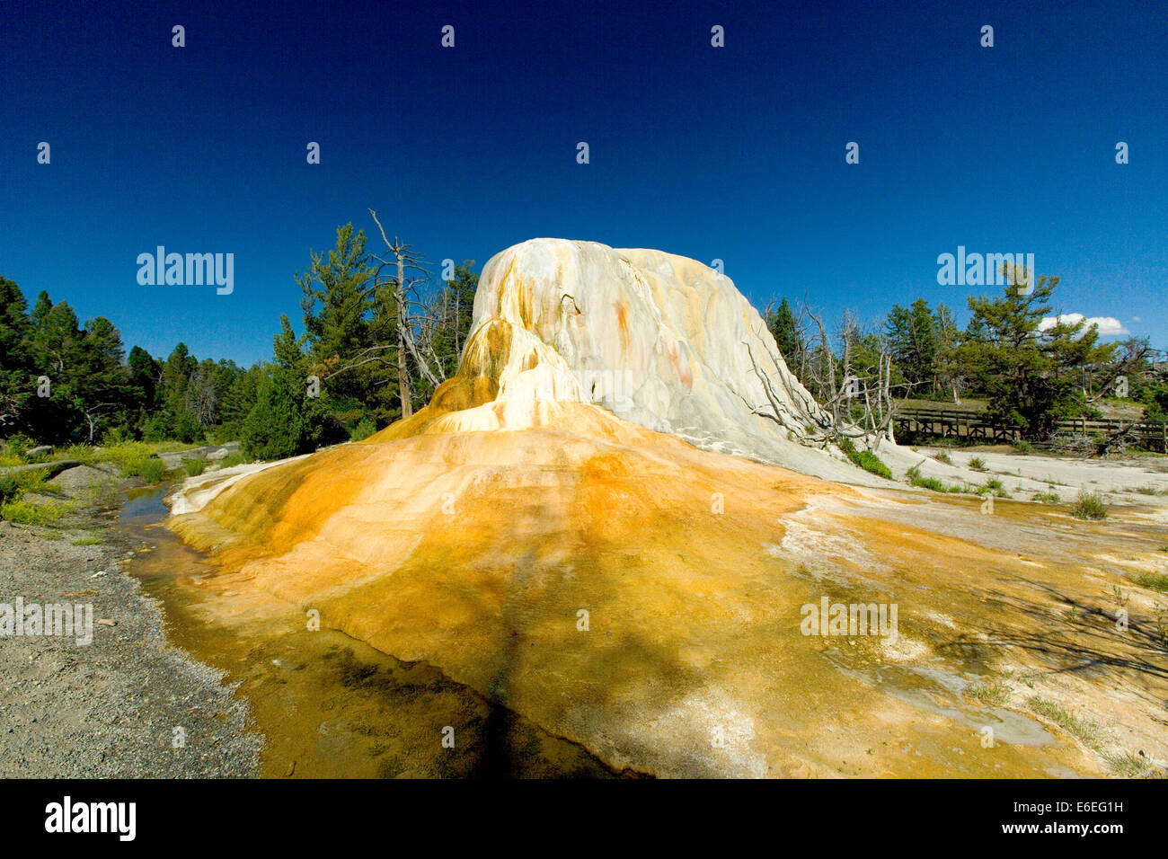 Elefant heißen Frühling auf geothermische Skigebiet Mammoth, Yellowstone-Nationalpark, Wyoming, USA Stockfoto