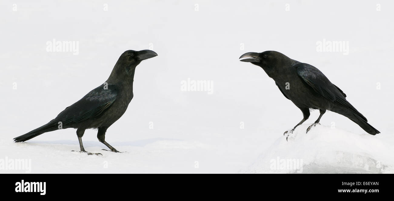 Zwei Dschungel Krähen (Corvus macrorhynchos) auf dem Eis kussharo See im nordöstlichen Teil von Hokkaido, Japan. Stockfoto