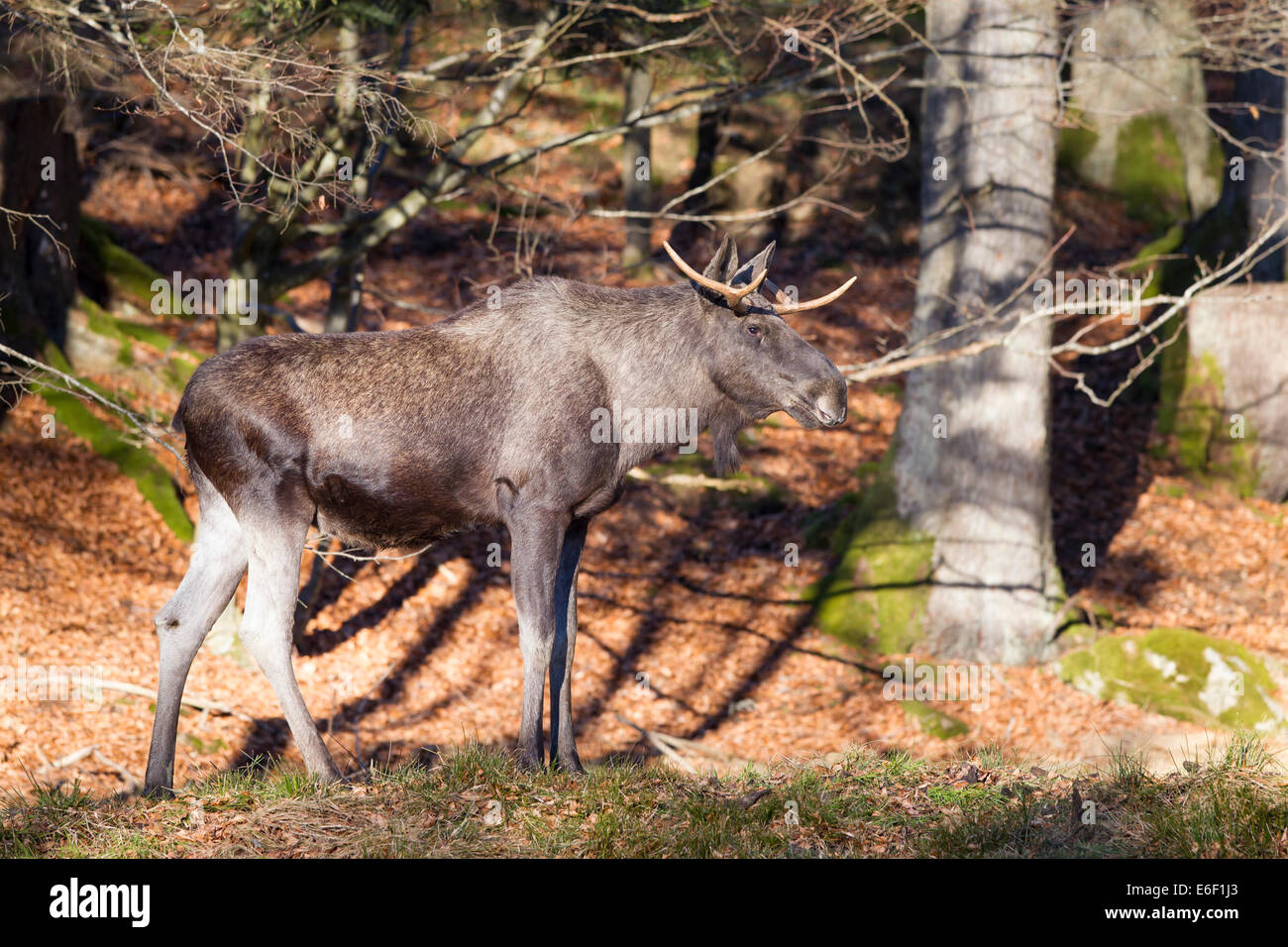 ALCES Alces Elch Elch Geweih Hirsch Elchhirsche eurasischen Männchen Elch Stockfoto