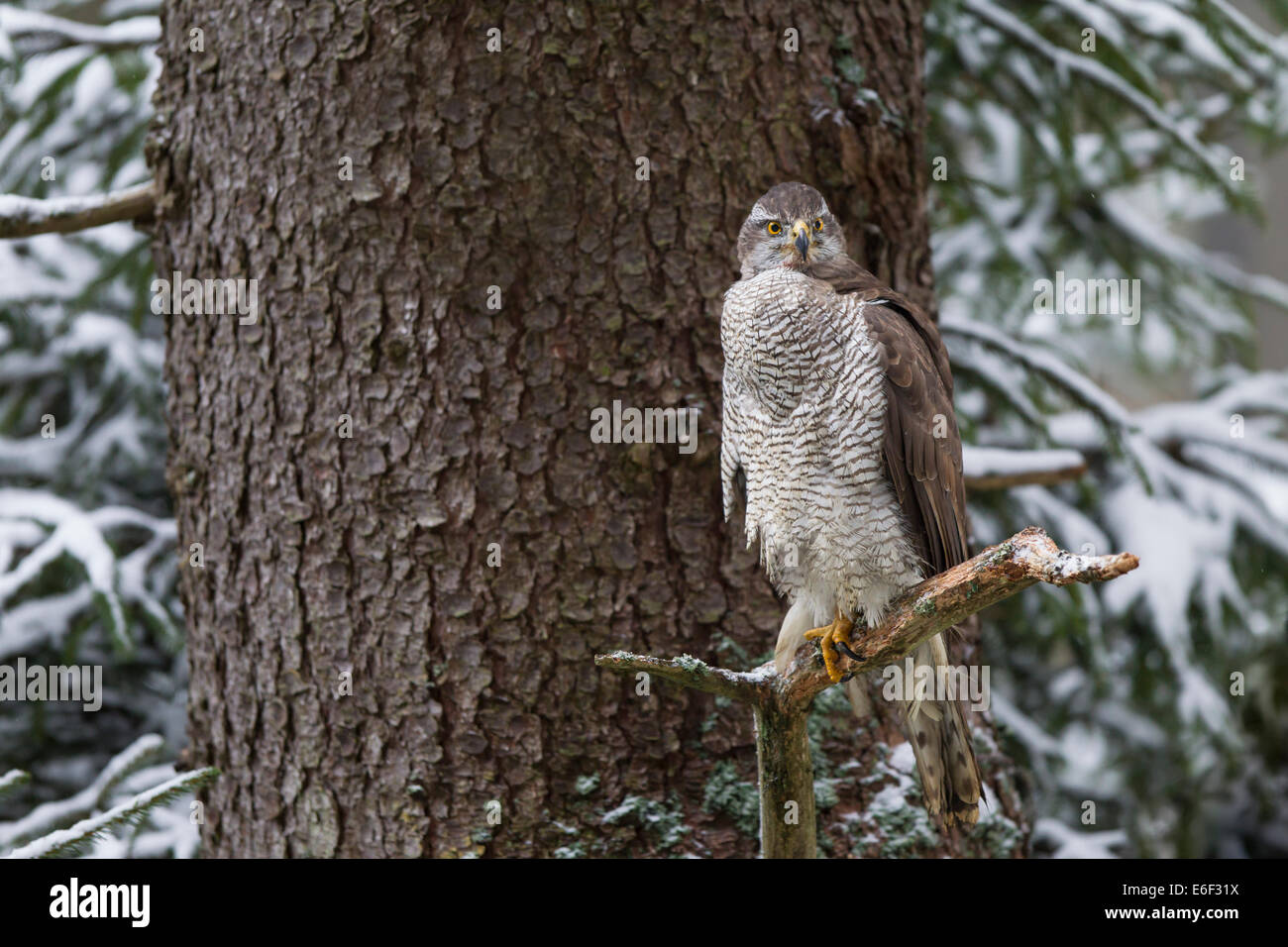 Habicht Northern Goshawk Accipiter Gentilis weiblich Stockfoto