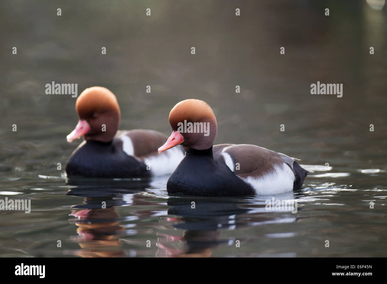 Kolbenente Netta Rufina rot-crested Tafelenten Stockfoto