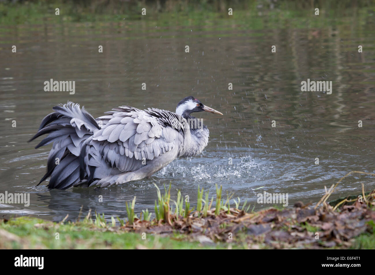 Gemeinsamen Kran eurasische Kranich Grus Grus Kranich Stockfoto