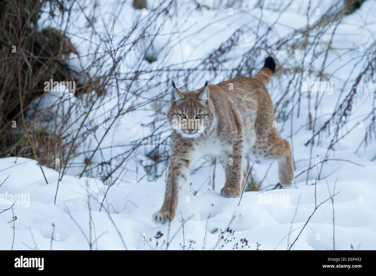 Eurasischer Luchs Eurasischer Luchs Lynx lynx Stockfoto