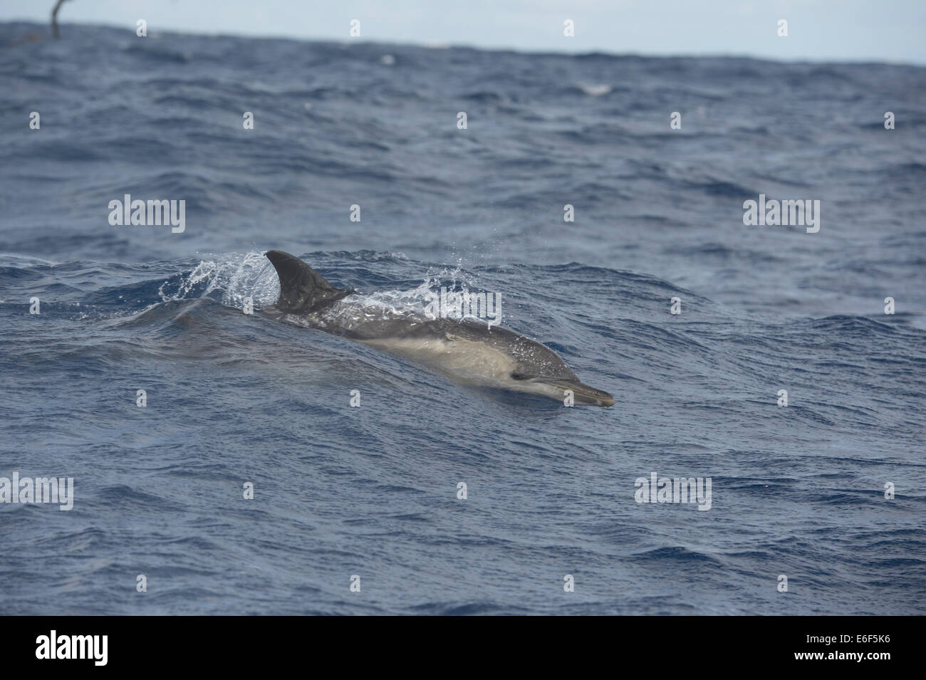 Kurzer Schnabel Gemeinen Delphin, Delphinus Delphis, Porpoising in großen Wellen, in der Nähe von Pico, Azoren, Atlantik. Stockfoto
