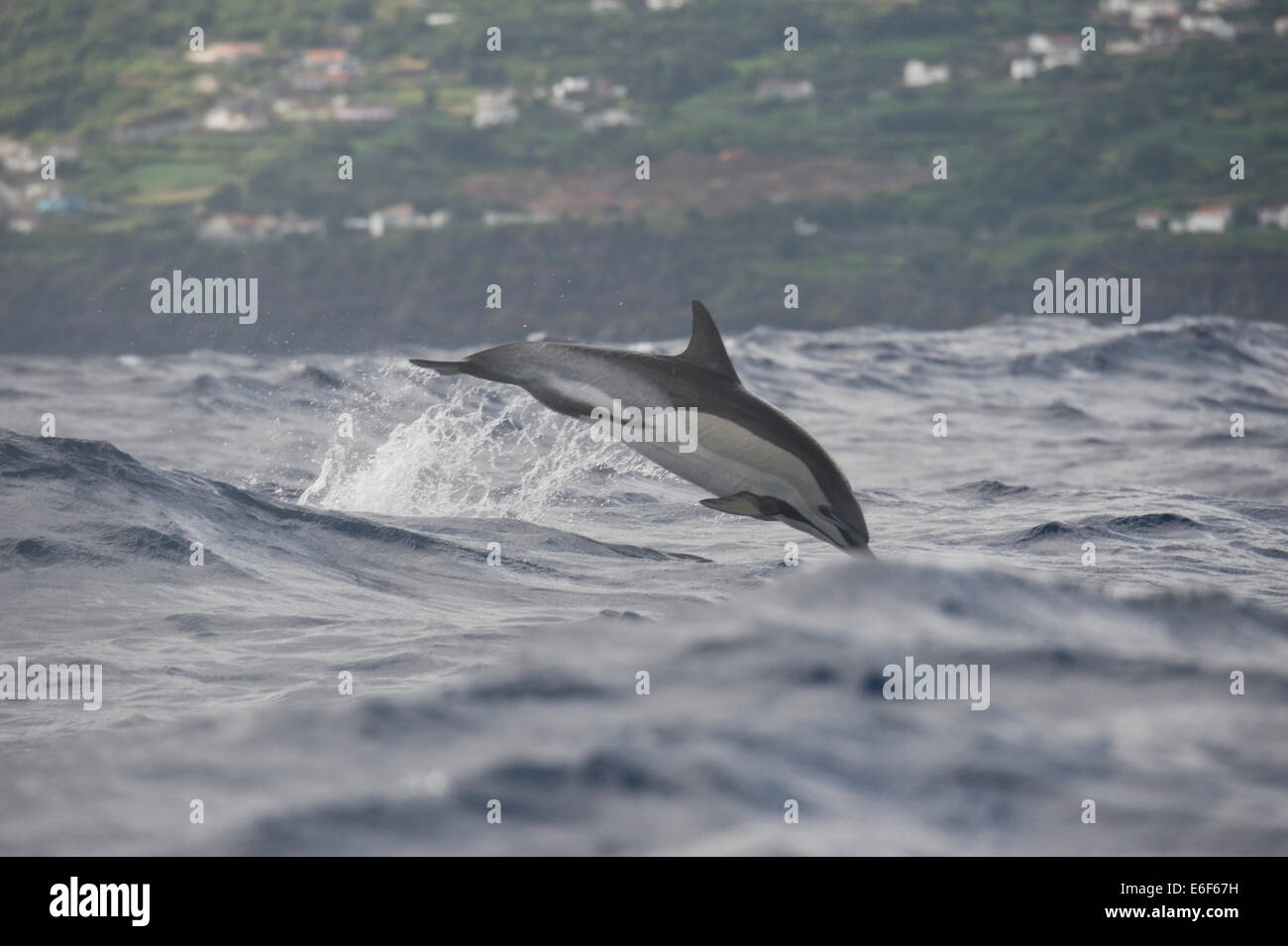 Kurzer Schnabel Gemeinen Delphin, Delphinus Delphis, Porpoising mit hoher Geschwindigkeit in großen Wellen, in der Nähe von Pico, Azoren, Atlantik. Stockfoto