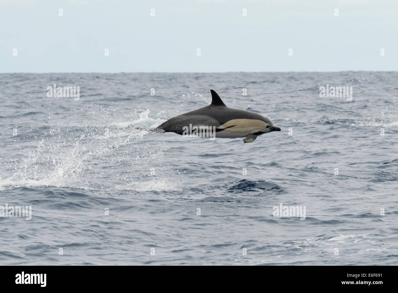 Kurzer Schnabel Gemeinen Delphin, Delphinus Delphis, Porpoising mit großer Geschwindigkeit, in der Nähe von Pico, Azoren, Atlantik. Stockfoto