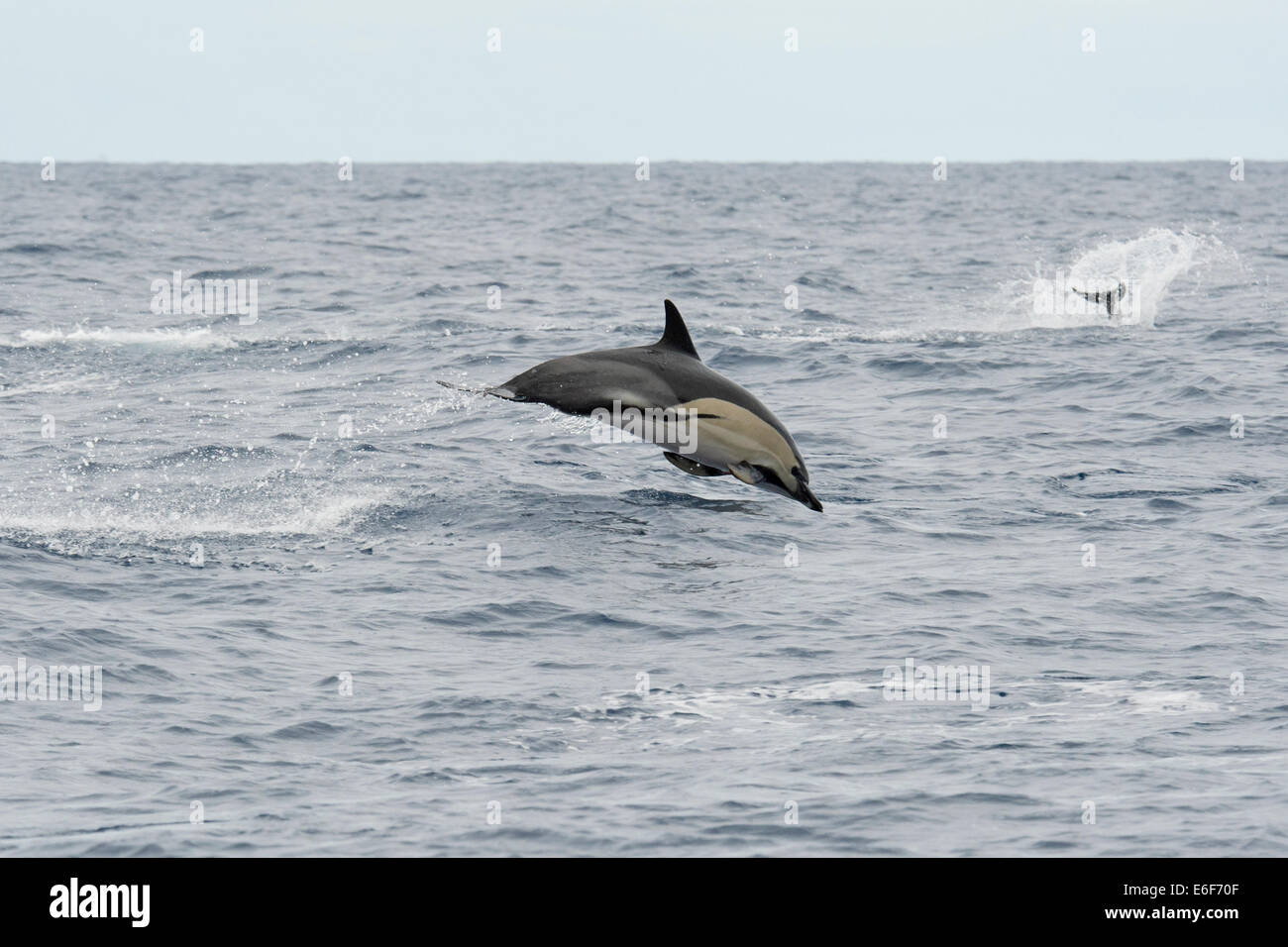 Kurzer Schnabel Gemeinen Delphin, Delphinus Delphis, Porpoising mit großer Geschwindigkeit, in der Nähe von Pico, Azoren, Atlantik. Stockfoto