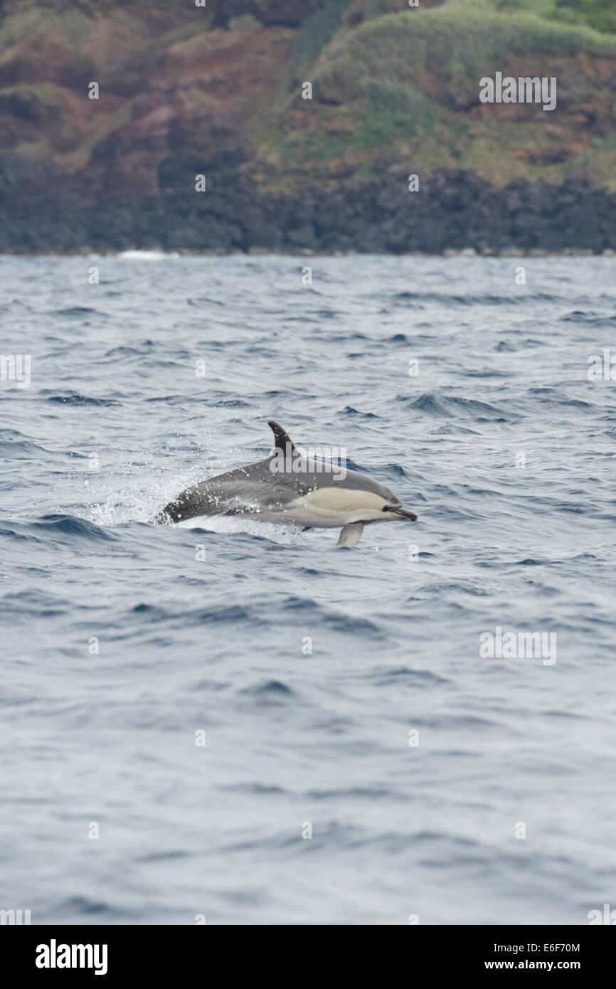 Kurzer Schnabel Gemeinen Delphin, Delphinus Delphis, Porpoising mit großer Geschwindigkeit, in der Nähe von Pico, Azoren, Atlantik. Stockfoto