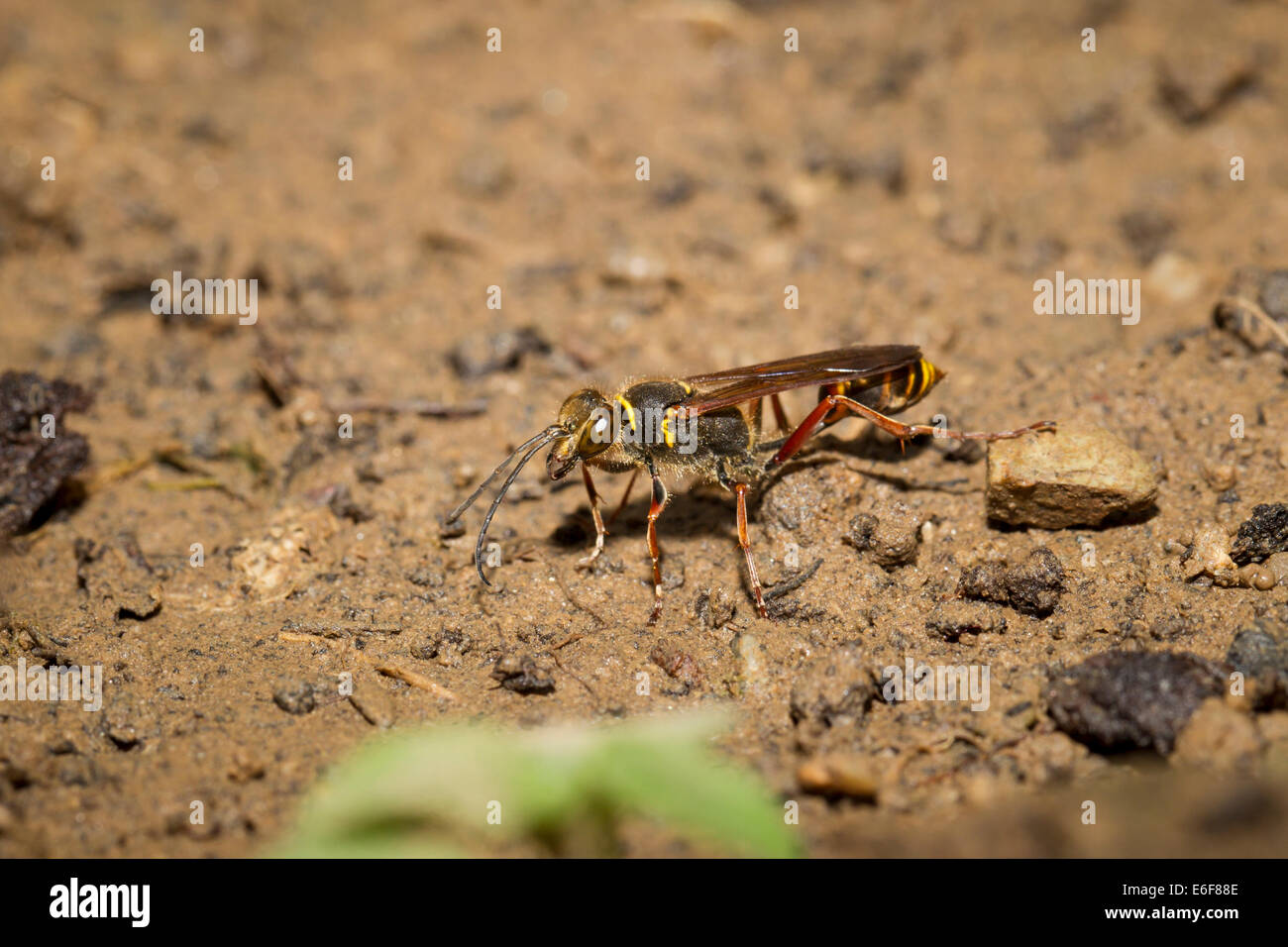 Sceliphron Curvatum Orientalische Mörtelwespe Stockfoto
