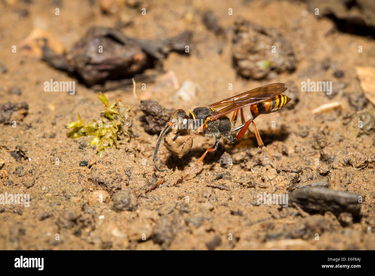 Sceliphron Curvatum Orientalische Mörtelwespe Stockfoto