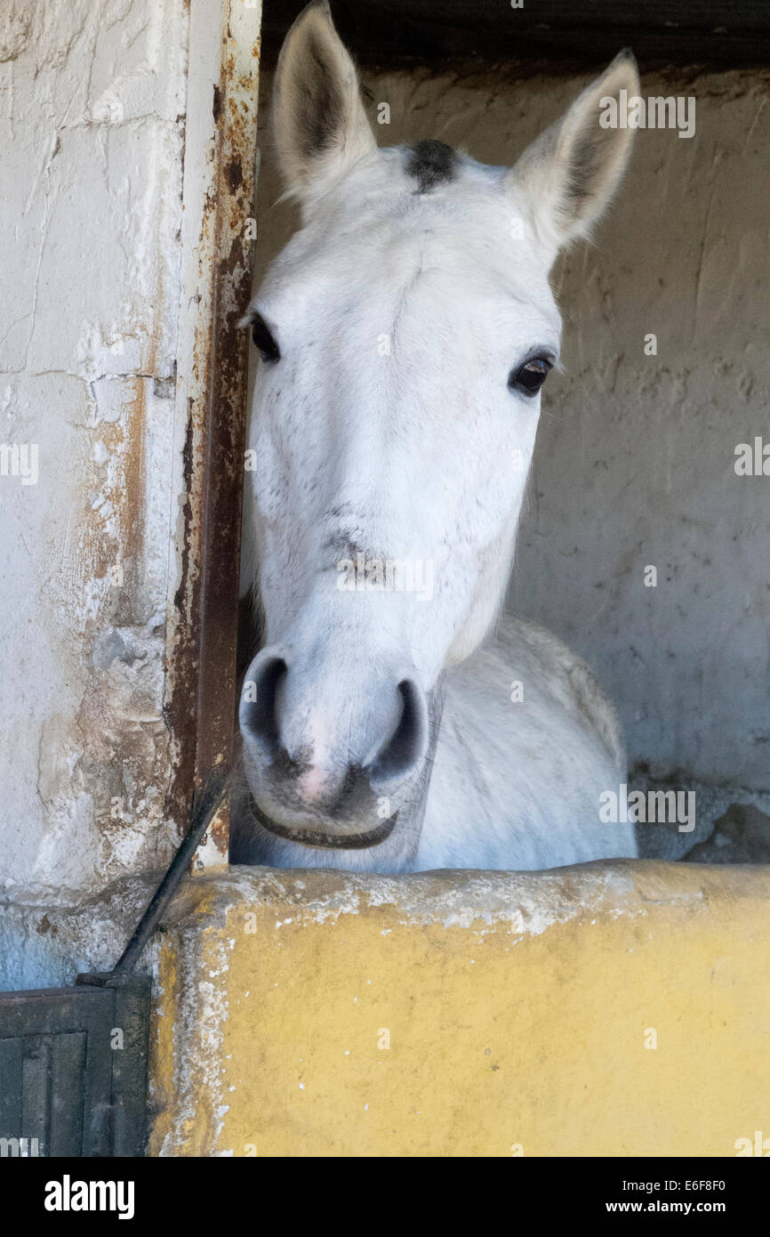 Weißes Pferd Porträt Stockfoto