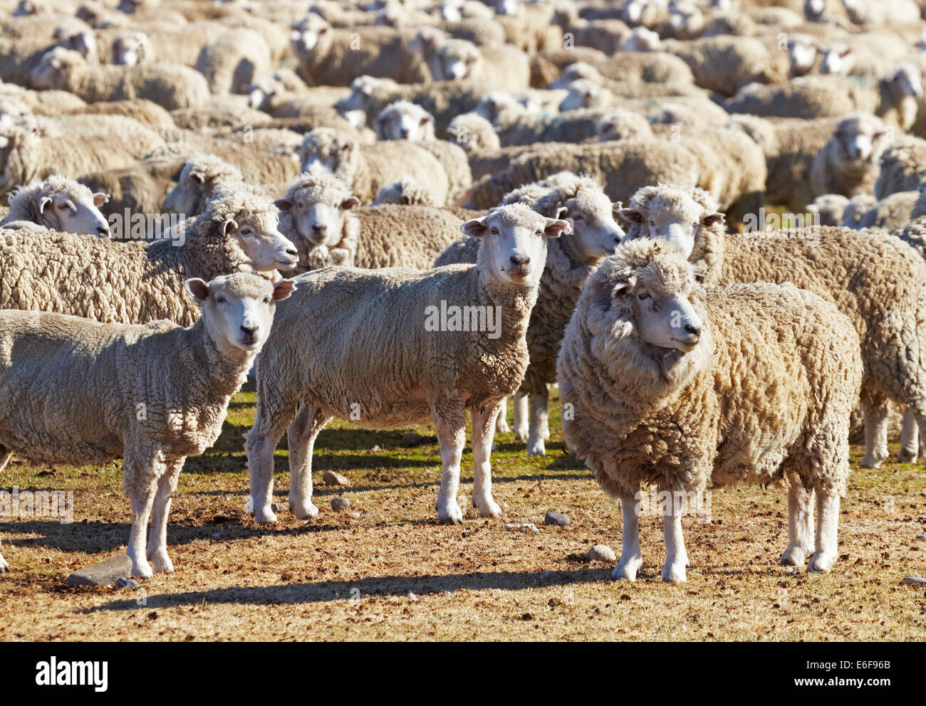 Tierhaltungsbetrieb, Herde von Schafen Stockfoto