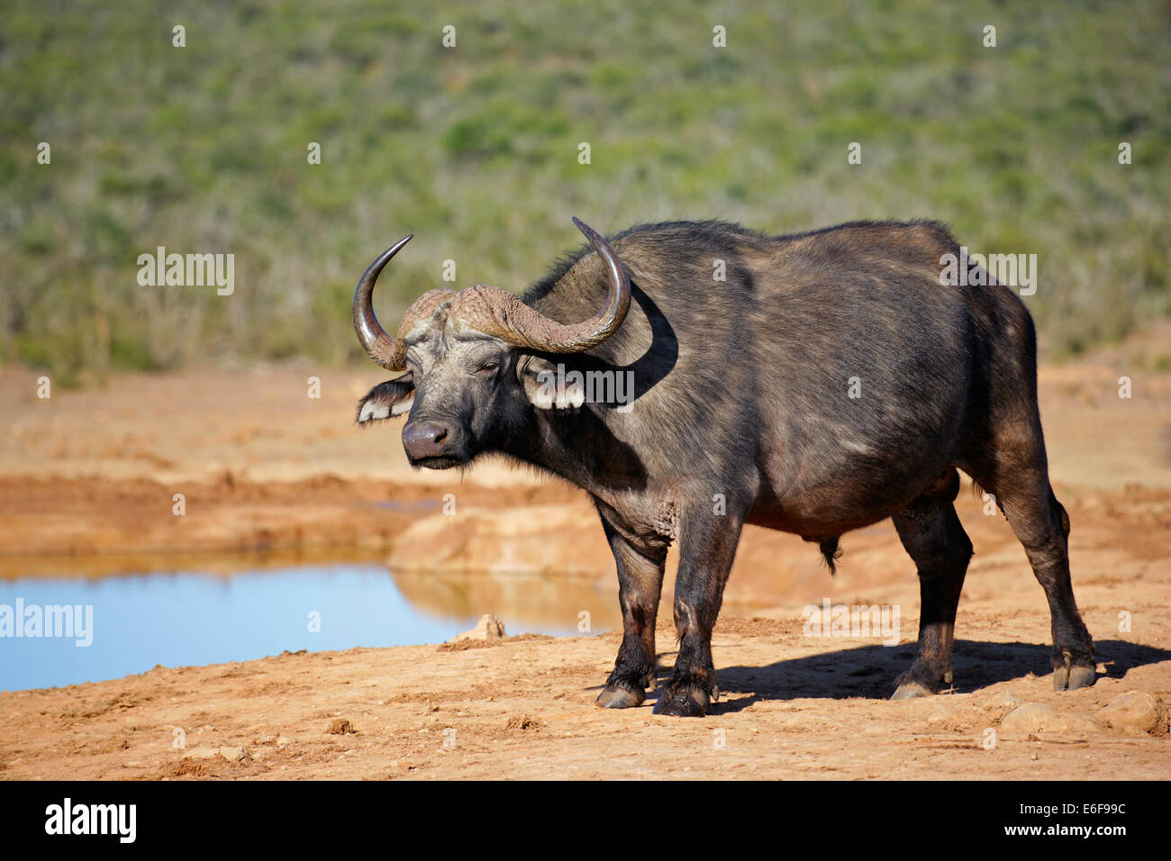 Afrikanische oder Kaffernbüffel (Syncerus Caffer) an einer Wasserstelle, Addo National Park, Südafrika Stockfoto