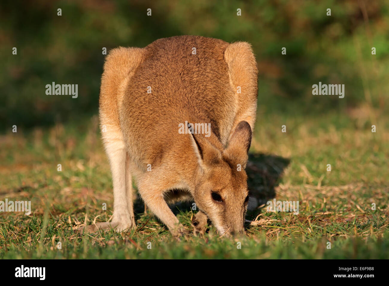 Weibliche Agile Wallaby (Macropus Agilis), Kakadu-Nationalpark, Northern Territory, Australien Stockfoto