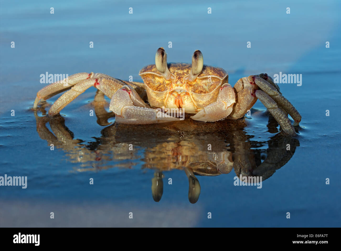 Alert Ghost Krabben (Ocypode Ryderi) am Strand, Südafrika Stockfoto