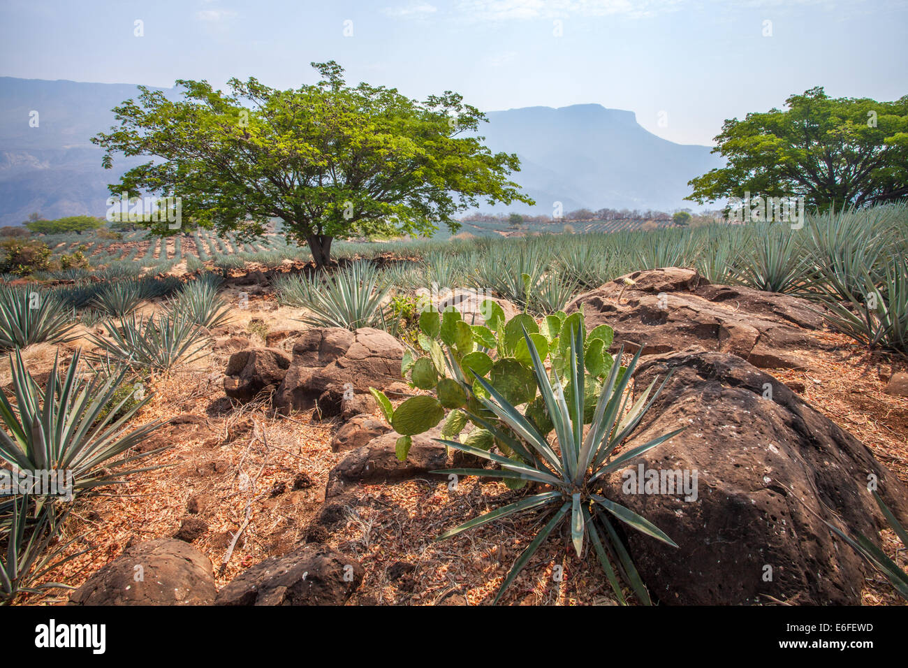 Stachelige Birne und Blue Agave-Kaktus in der Nähe von Tequila, Jalisco, Mexiko. Stockfoto