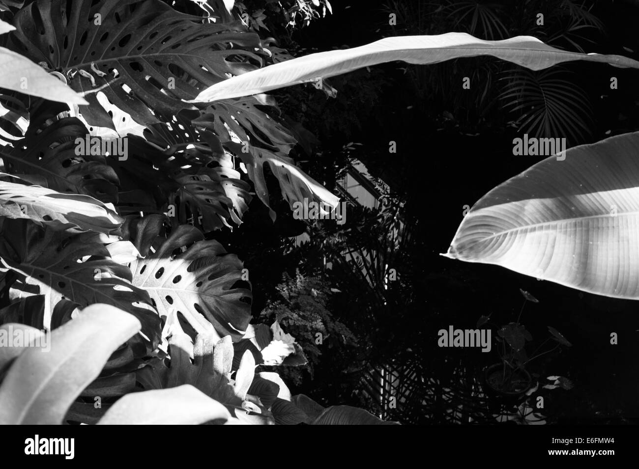 Blätter in einem tropischen Gewächshaus von Tokio Stockfoto
