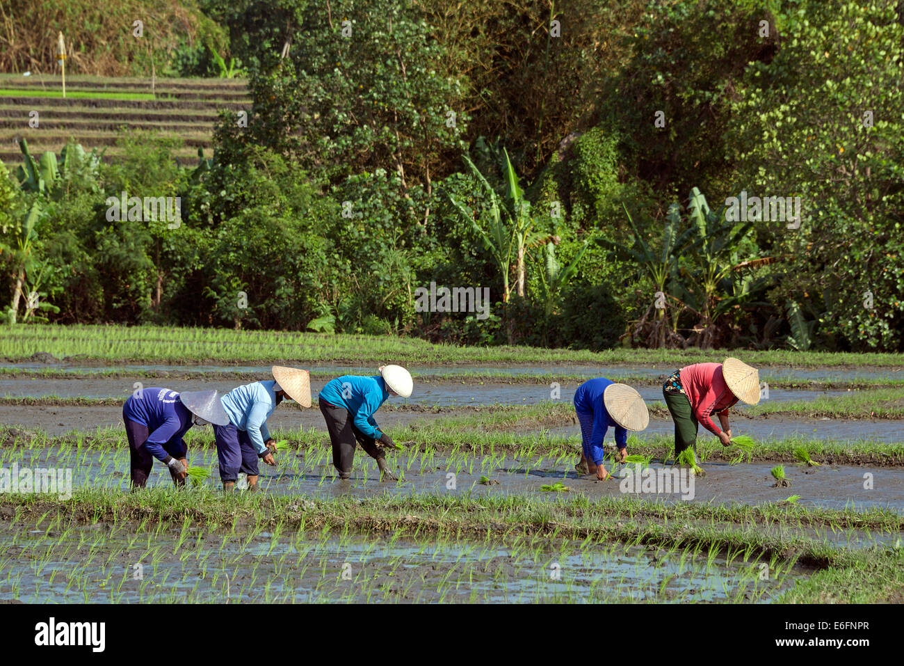 Frauen, die Pflanzen Reis Keliki Bali Indonesien Stockfoto