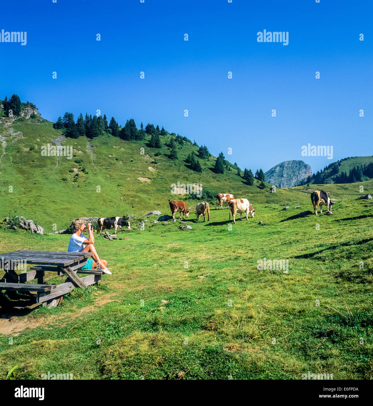 Frau, die Milchkühe auf dem Joux-Flugpass, Morzine, Savoyen, den französischen Alpen, Frankreich, Europa Stockfoto