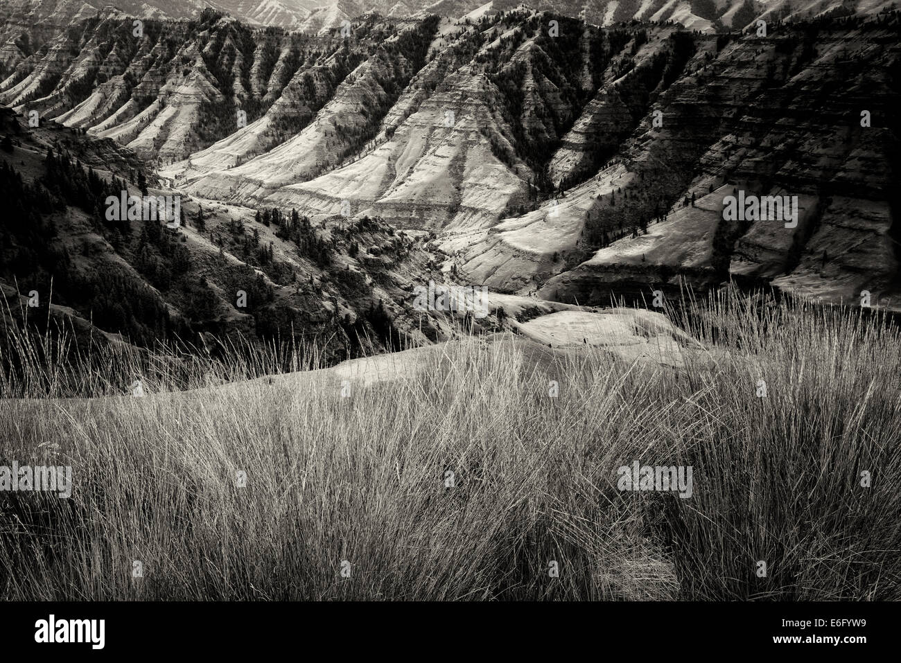 Gräser und Imnaha Canyon. Hells Canyon National Recreation Area, Oregon Stockfoto