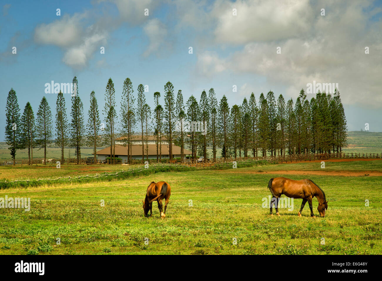 Pferde grasen auf der Weide mit Scheune, Stallungen am Koele und Cook-Kiefern. Lanai, Hawaii. Stockfoto