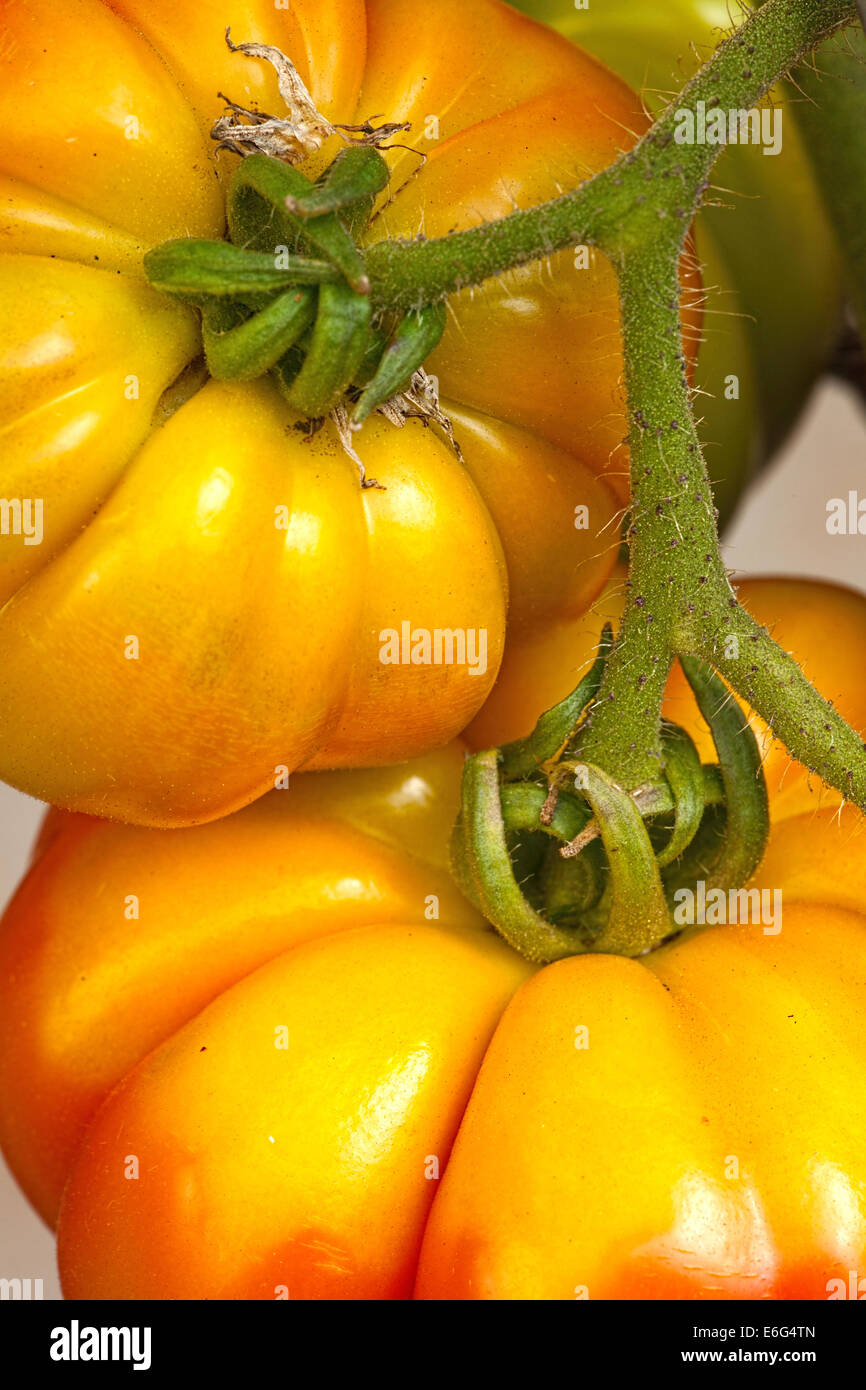 Große Heirloom Tomaten in den organischen Hausgarten Stockfoto
