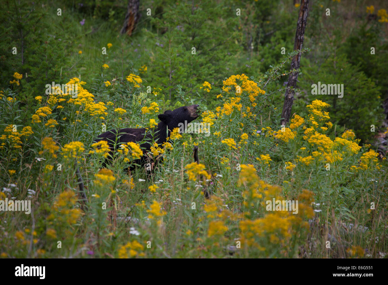 Schwarzer Bär, ernähren sich von Beeren und Laub in der Nähe von Tower Falls im Yellowstone-Nationalpark, Wyoming, USA. Stockfoto