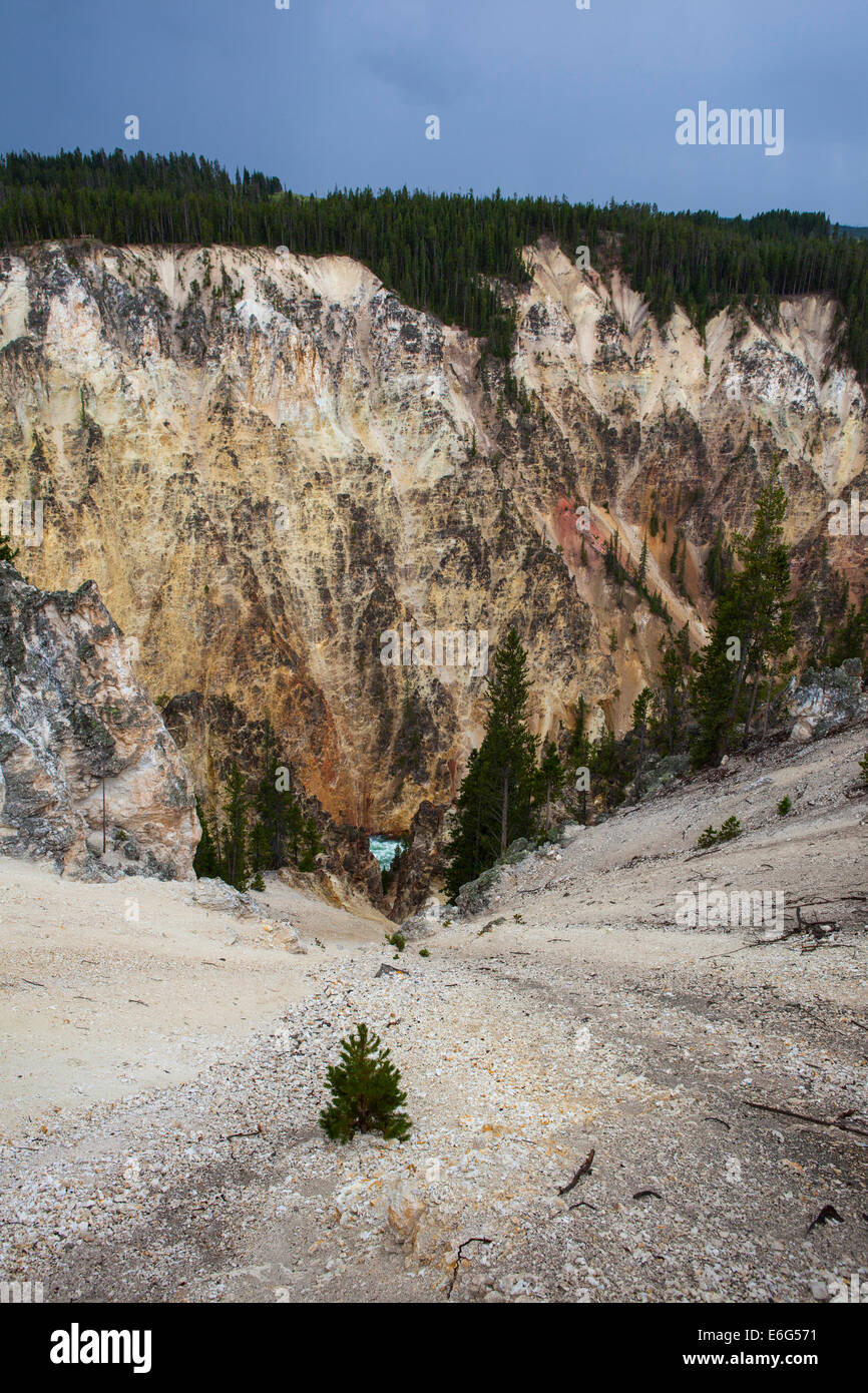Der Grand Canyon von Yellowstone, im Yellowstone-Nationalpark, Wyoming. Der Grund für die Farben der Rhyolite Felsen ist Stockfoto