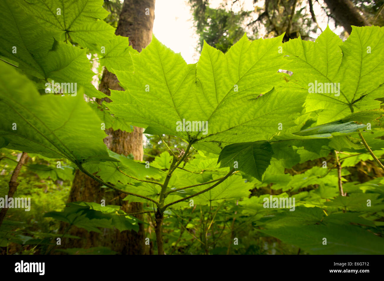 Hoh Rainforest Blätter und Moos bedeckt Bäume, Olympic Halbinsel, Washington State, USA. Stockfoto