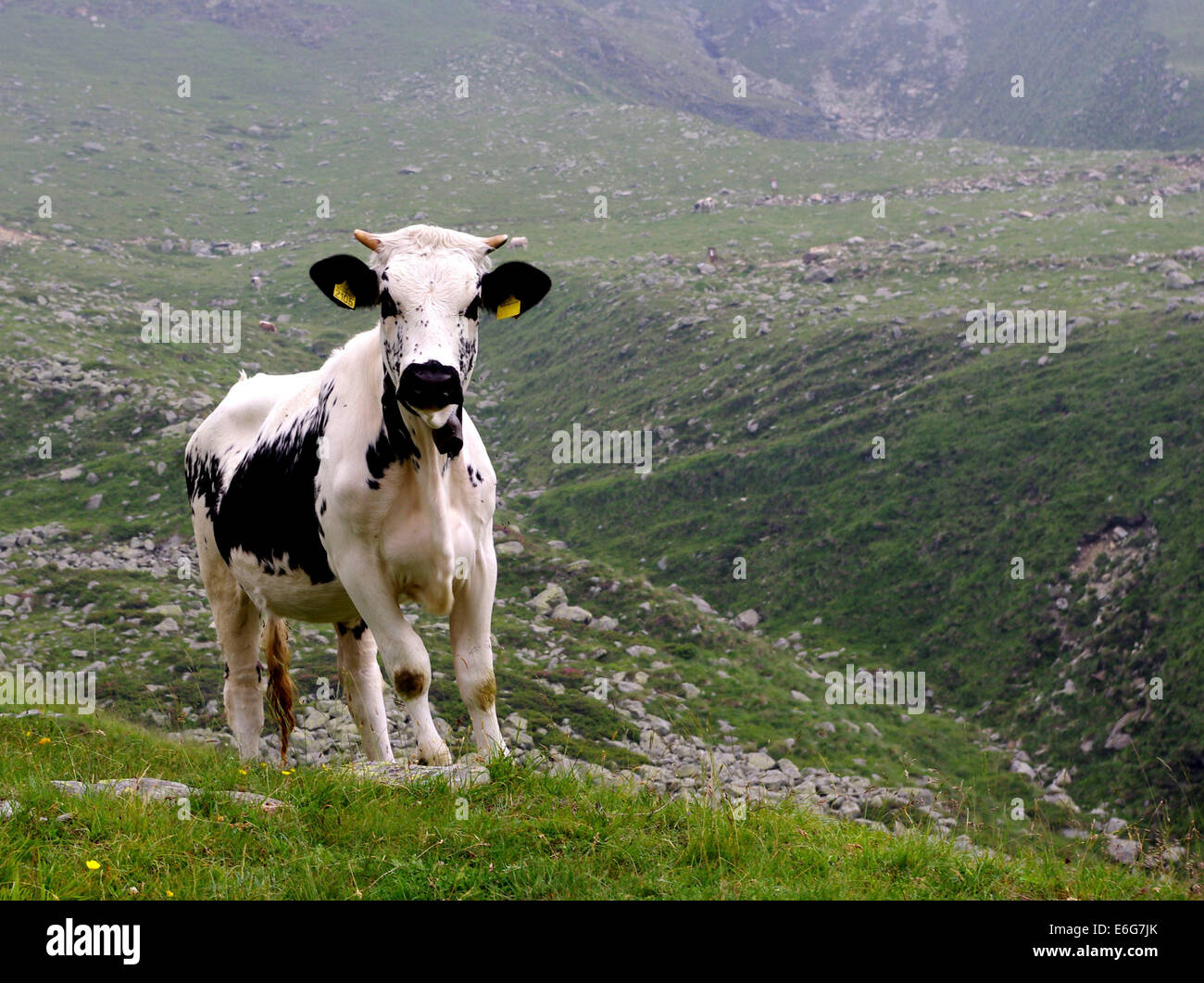 Kuh im Gras am Berg - Mucca su Prato di Montagna Stockfoto