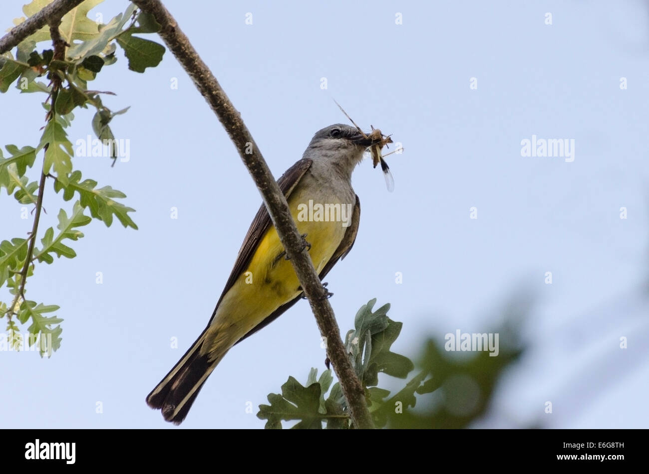 Ein Western Kingbird Erwachsene (Tyrannus Verticalis) Fliegenfänger mit einer Libelle Fang in einer Eiche thront bereitet, ein Nest zu ernähren Stockfoto