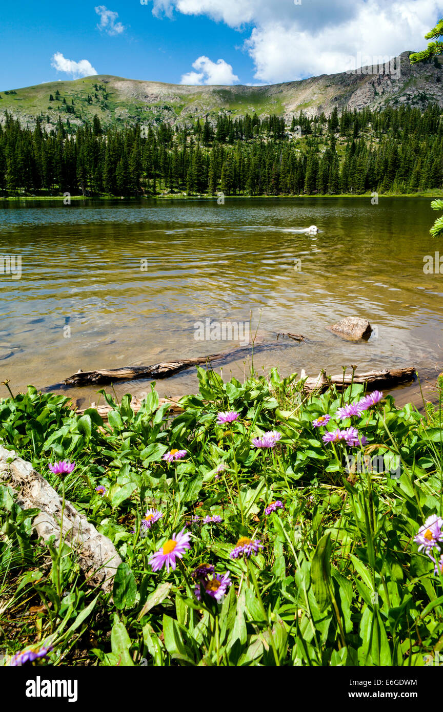 Platin Farbe Golden Retriever Hunde schwimmen im Wasser Hund See, zentralen Colorado, USA Stockfoto