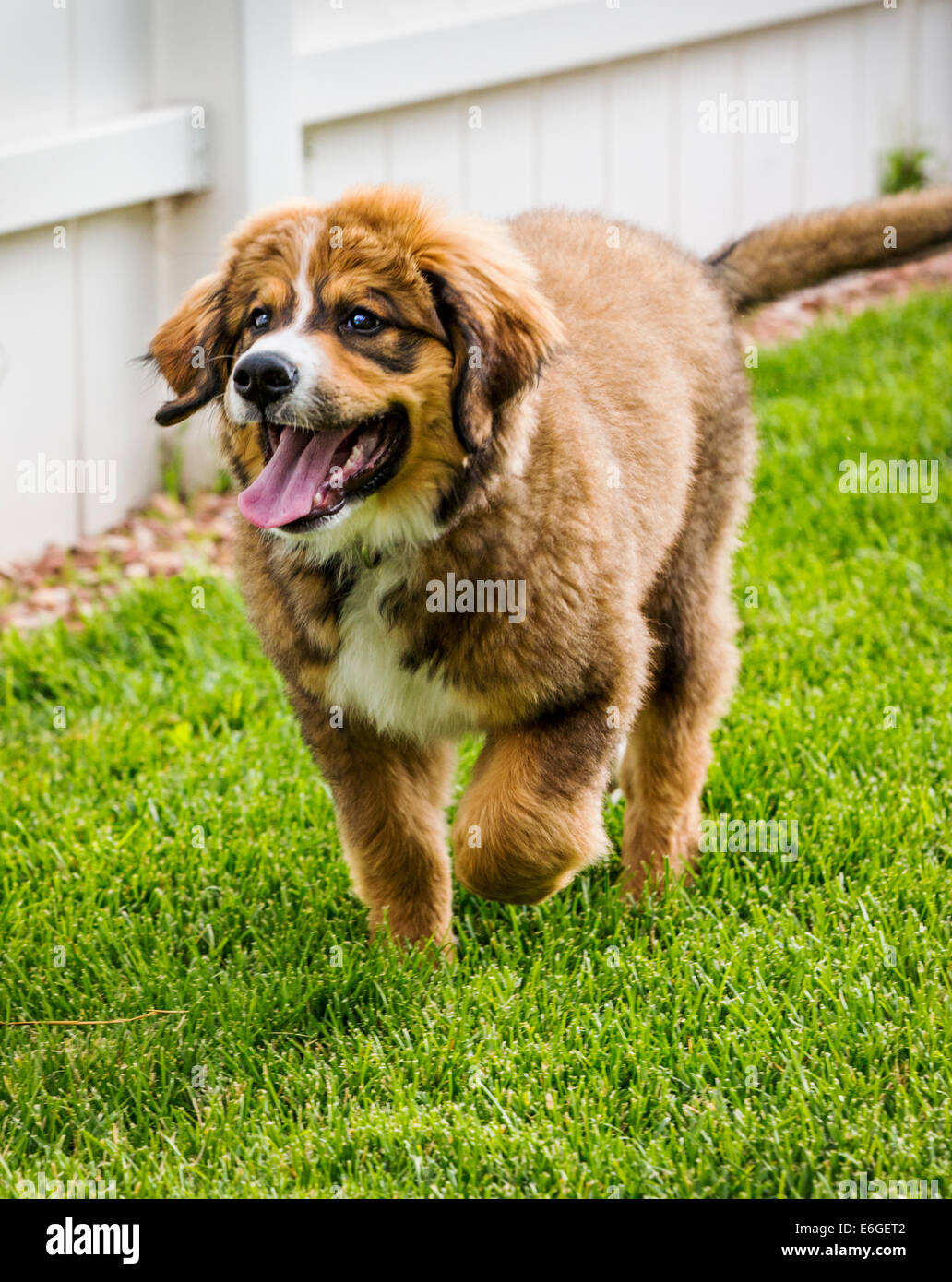 Zwölf Wochen alten Berner Sennenhund, Pyrenäenberghund, mix Rasse, Welpen laufen auf dem Rasen Stockfoto