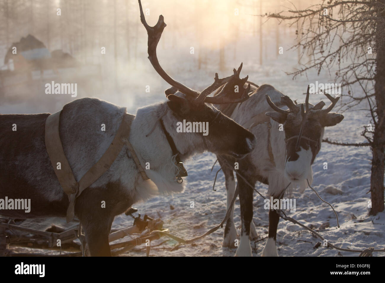 Rentier Herde Schnee Morgendämmerung Licht kalt Geweih Stockfoto