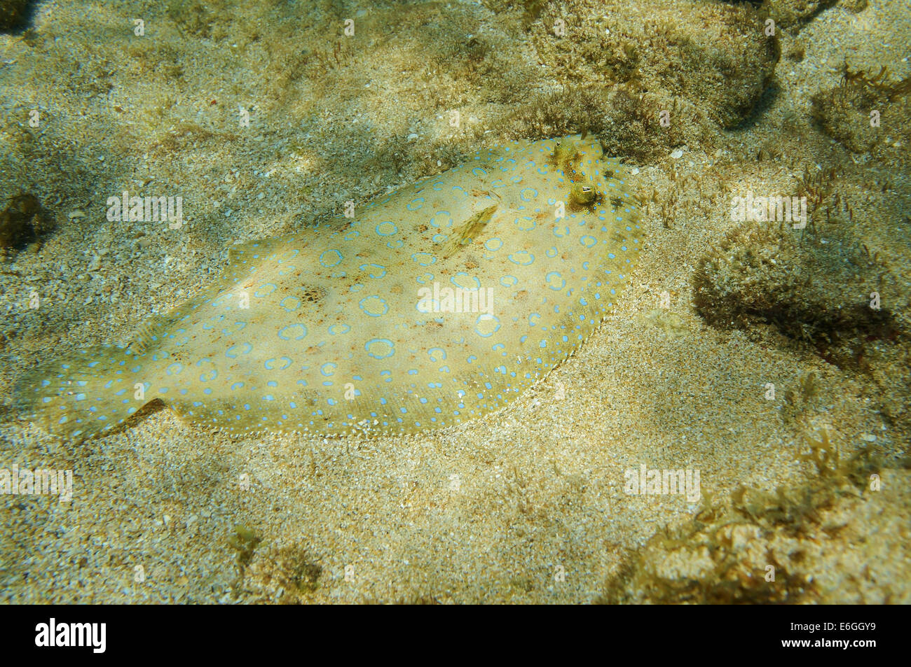 Unterwasser Pfau Flunder Fisch auf dem Meeresboden, Karibik Stockfoto