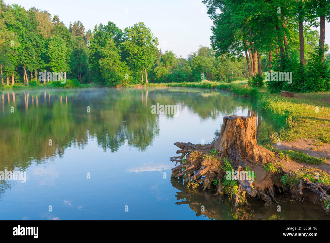 Stumpf auf dem See im Wald in der Dämmerung Stockfoto