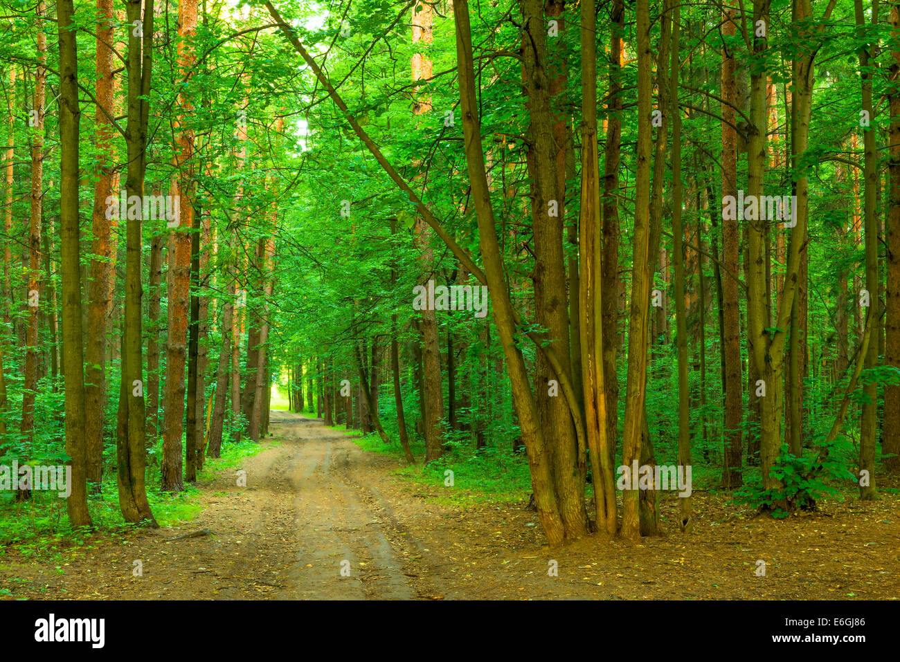 dichten Sommer Wald und der Weg Stockfoto