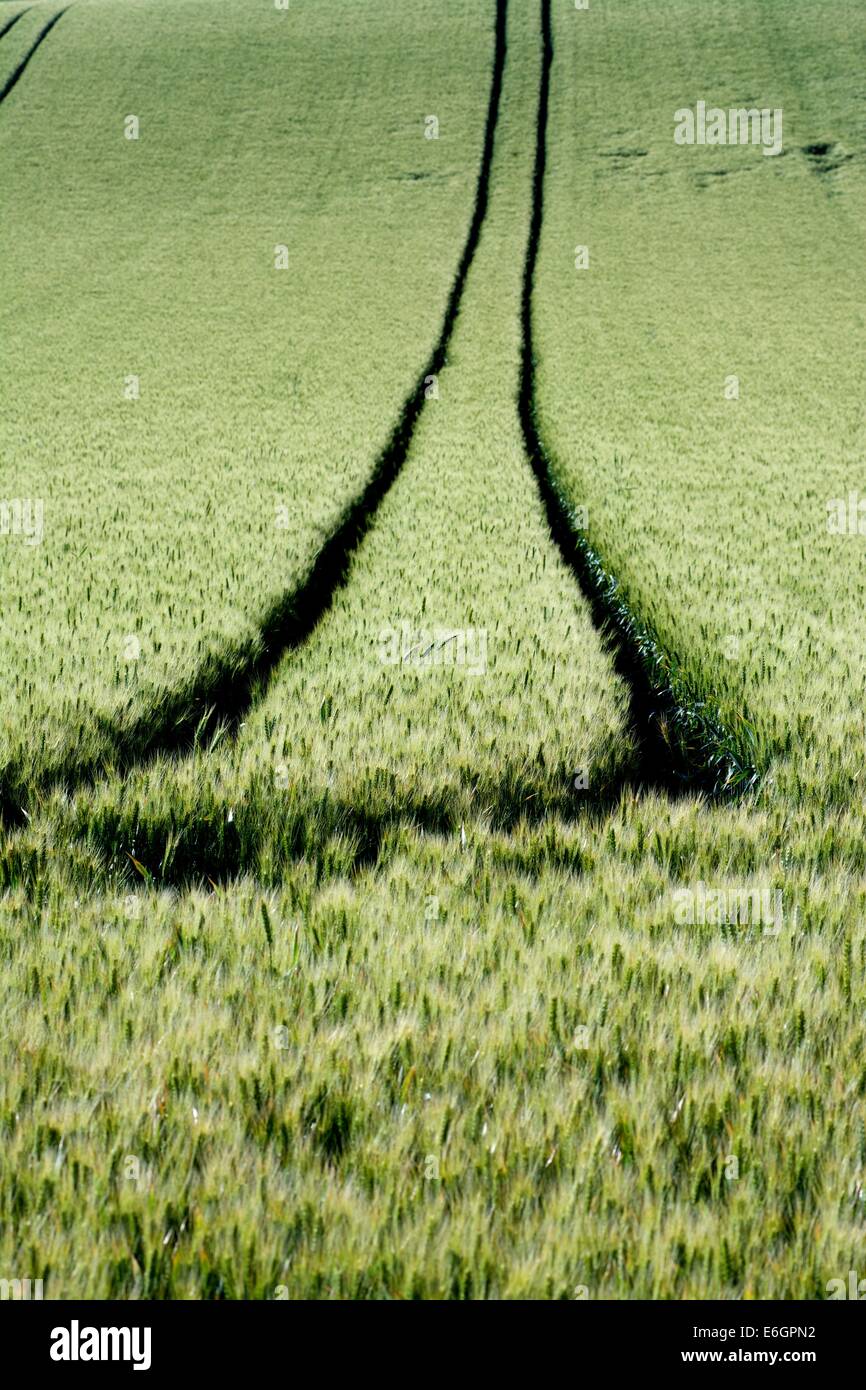 Reifenspuren in einem Weizenfeld. Limagne. Puy de Dome, Auvergne. Frankreich. Europa. Stockfoto