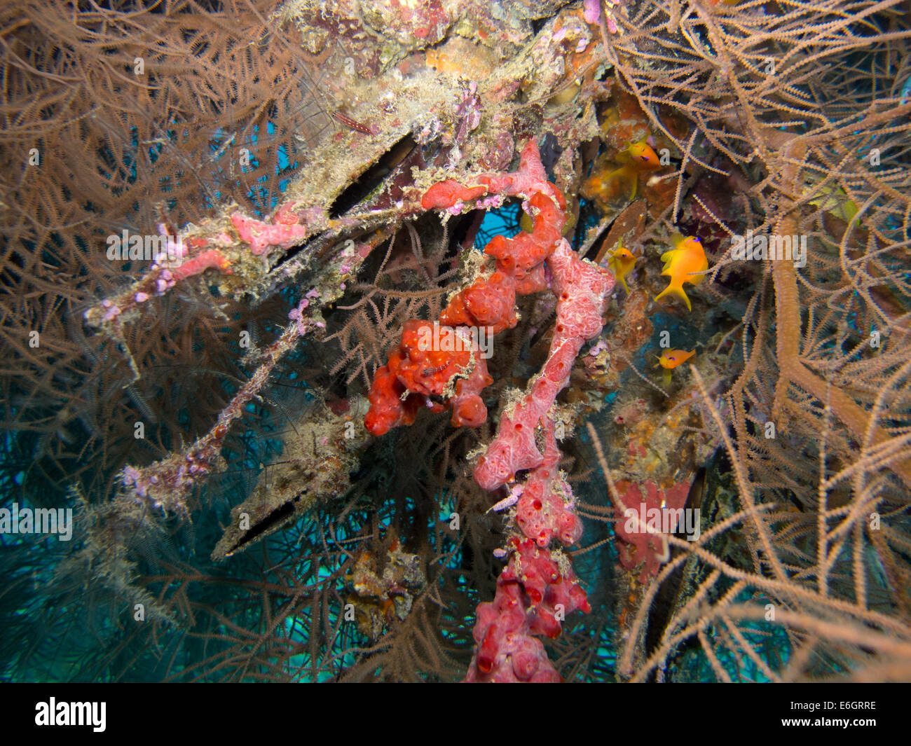Schwämme und schwarzen Korallen in einem Wrack in Malediven Stockfoto