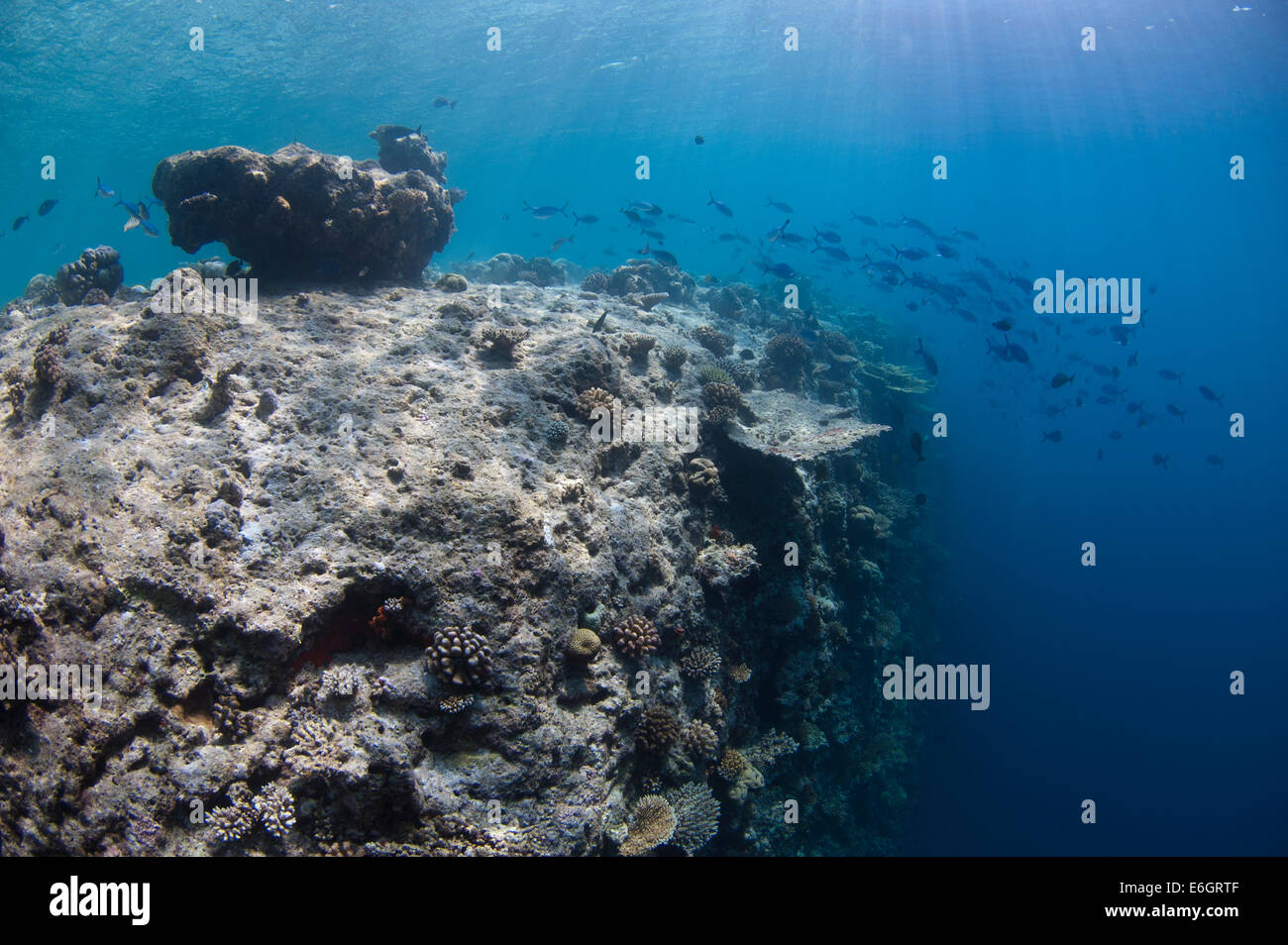 Coral Reef Drop-off Stockfoto