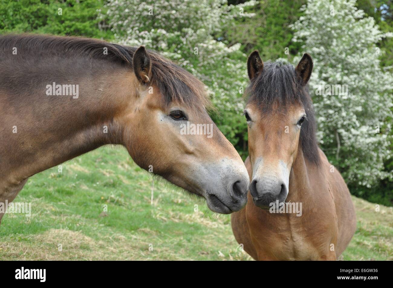 Zwei Exmoor Ponys in einem Feld in Exmoor Stockfoto