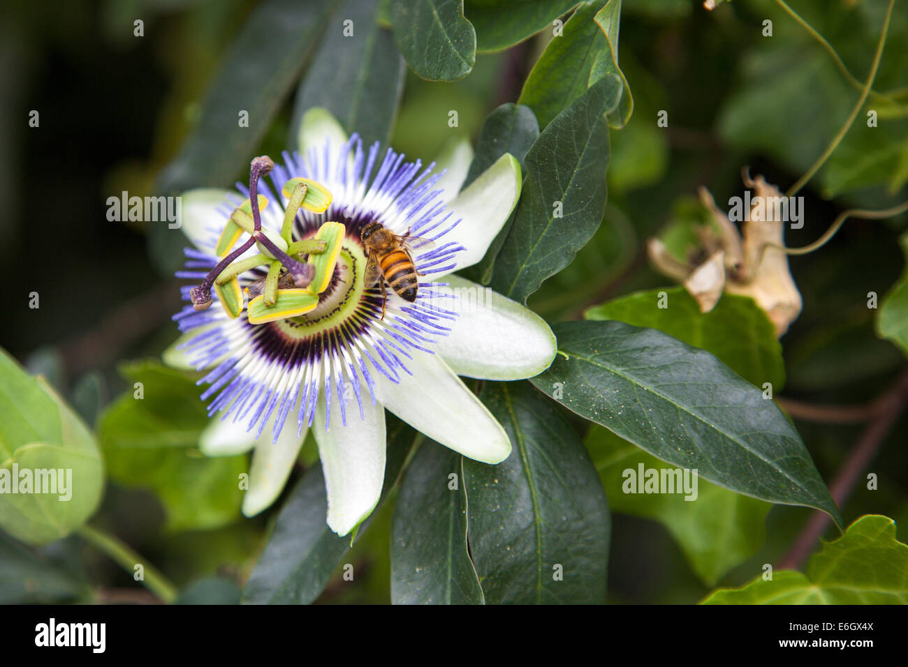 Biene auf blaue Passionsblume (Passiflora) Stockfoto