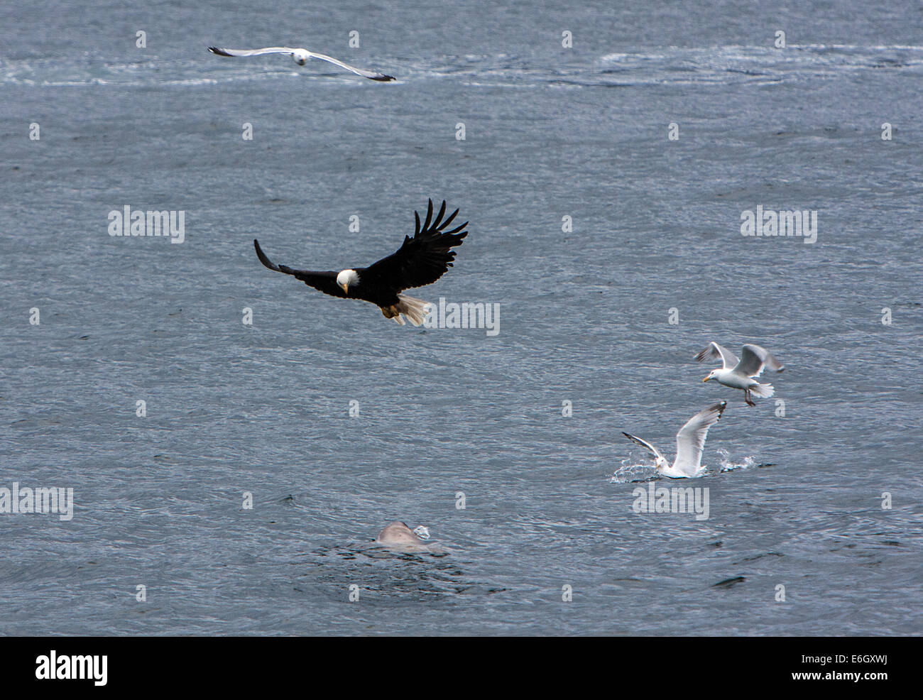 Ein amerikanischer Adler wehrt eine Dichtung und Möwen in der Nähe von Point Retreat Lighthouse in Auke Bay in der Nähe von Juneau, Alaska Stockfoto